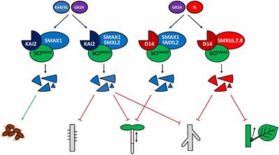 Masks Start to Drop: Suppressor of MAX2 1-Like Proteins Reveal Their Many Faces